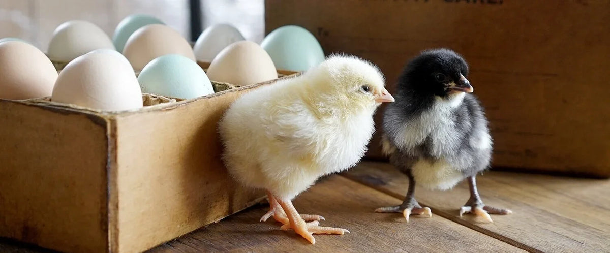 How Long Does It Take for Chicken Eggs to Hatch?