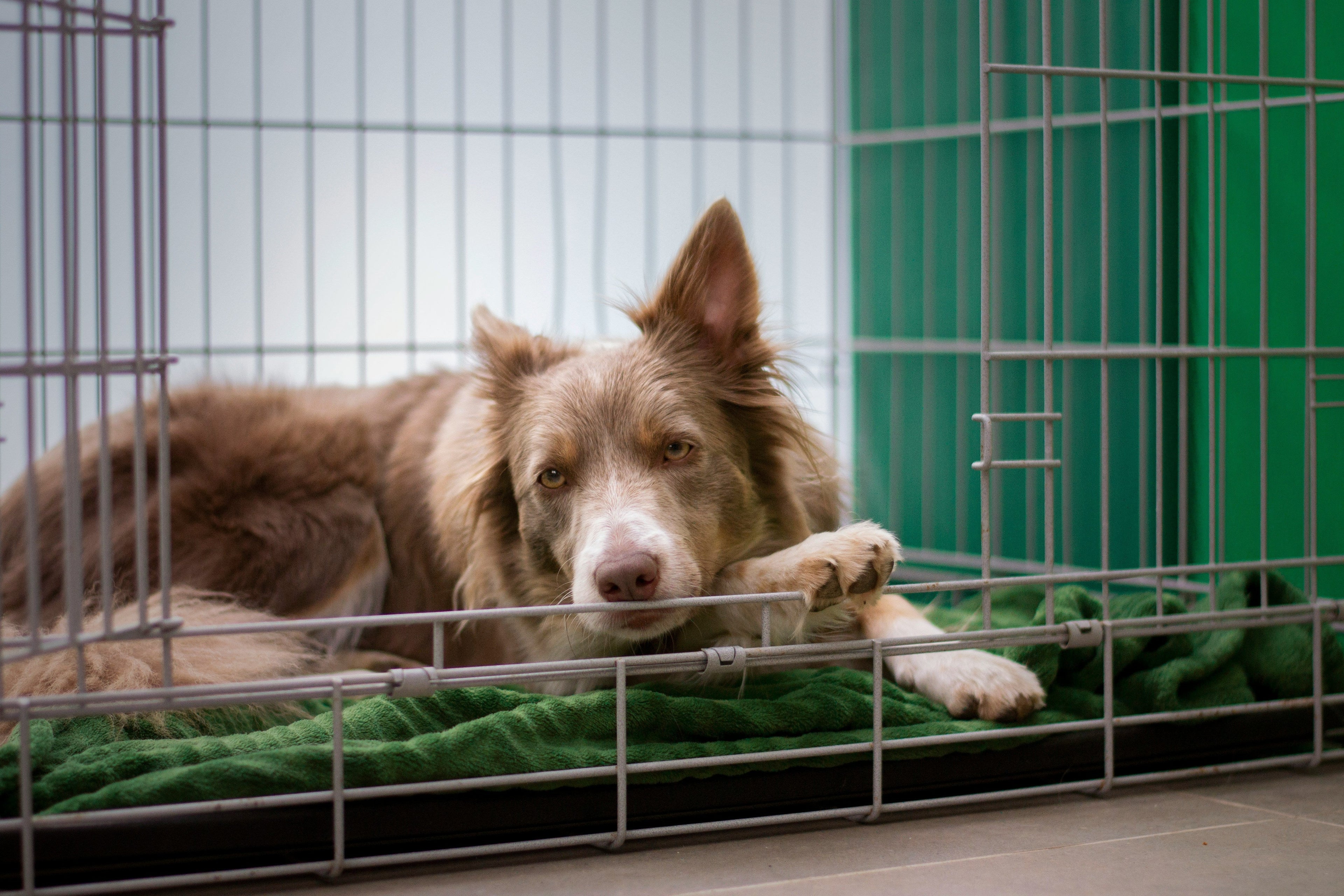 How to Choose the Right Dog Crate Size for Your Breed Image
