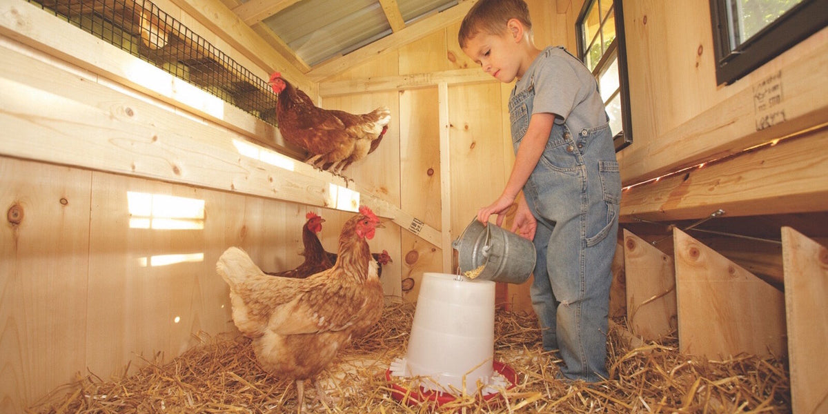 Can Chickens Stay in a Coop All Day?