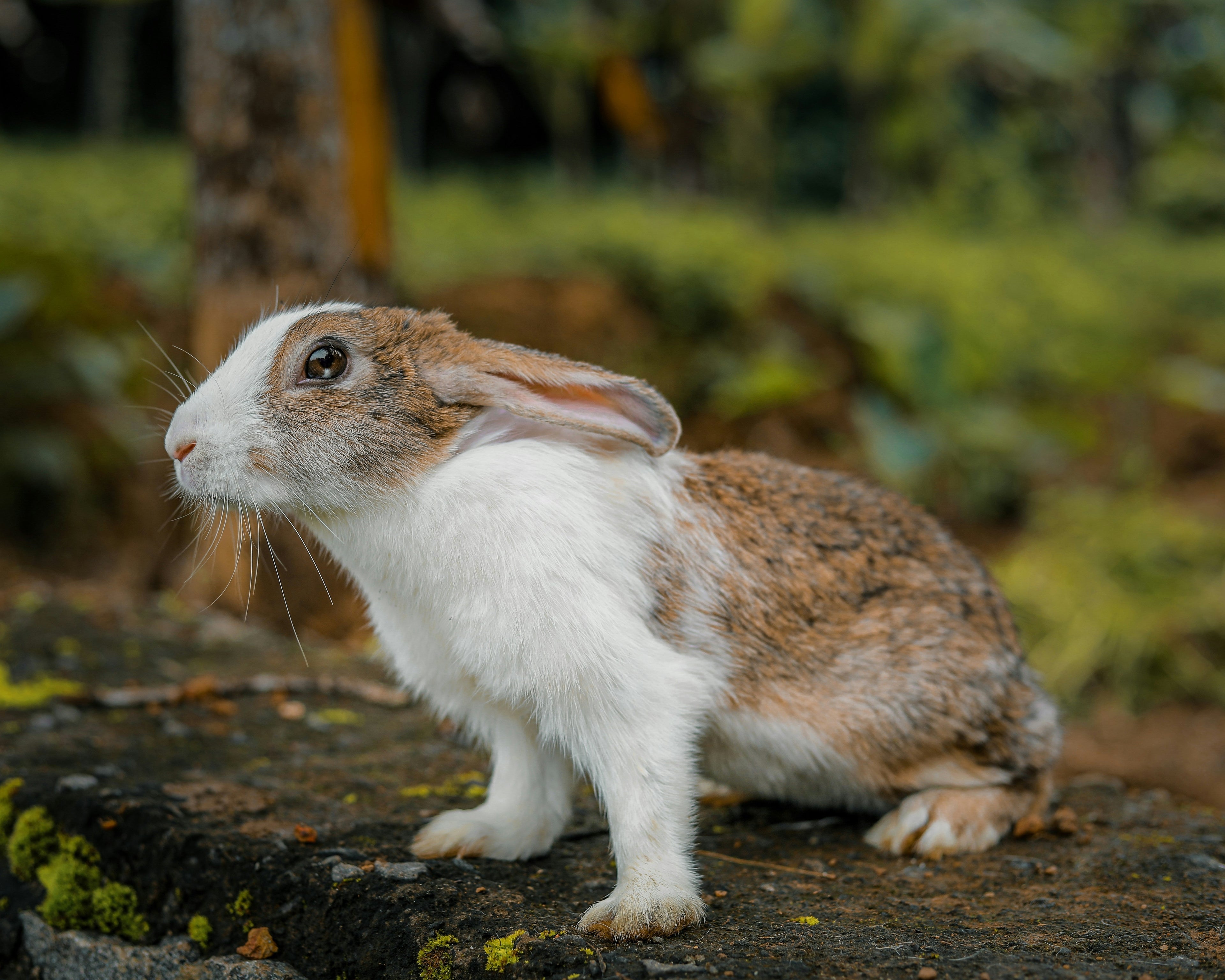 Can Rabbits Stay in a Hutch All Day? Image