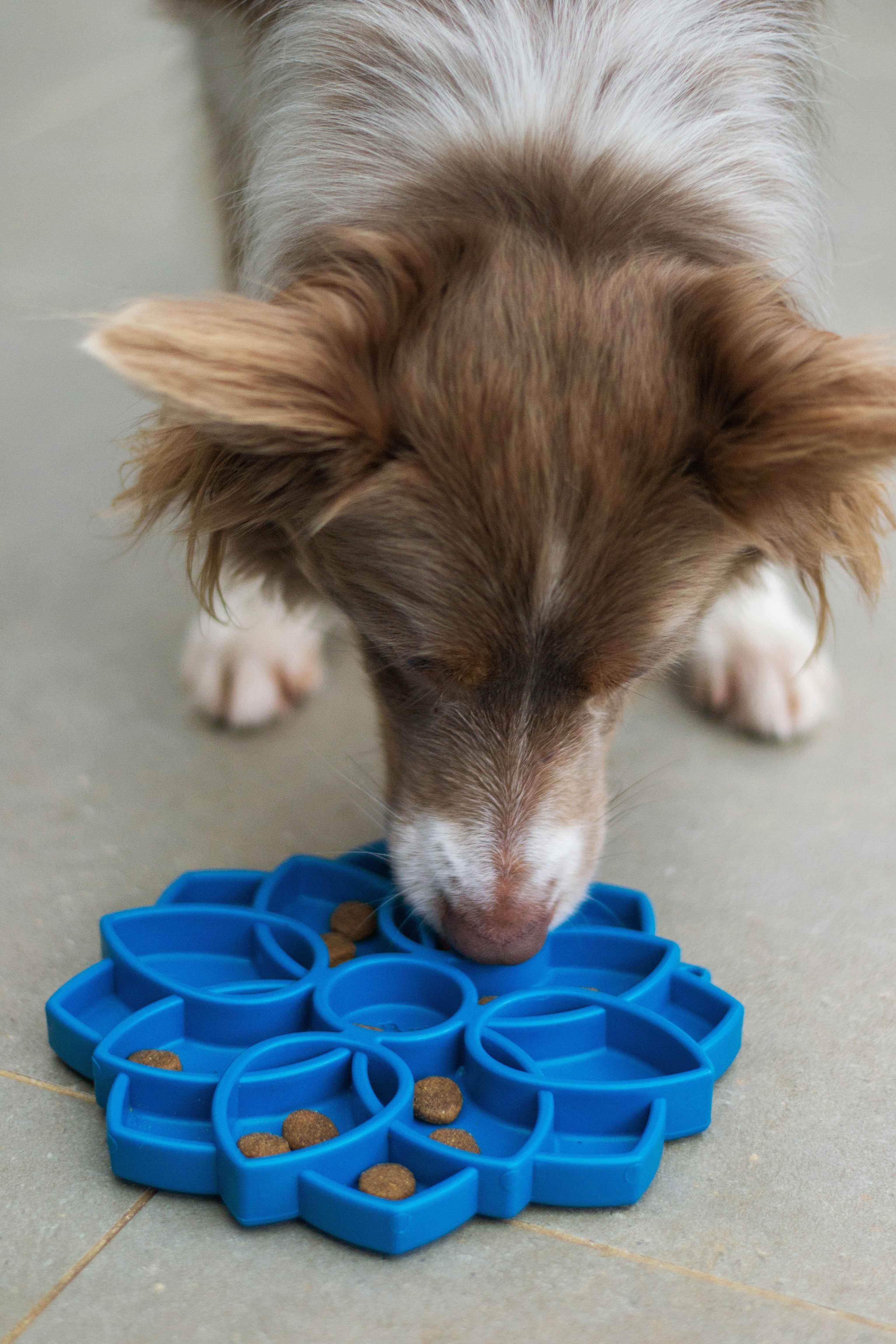 Slow Feeder Dog Bowl Image