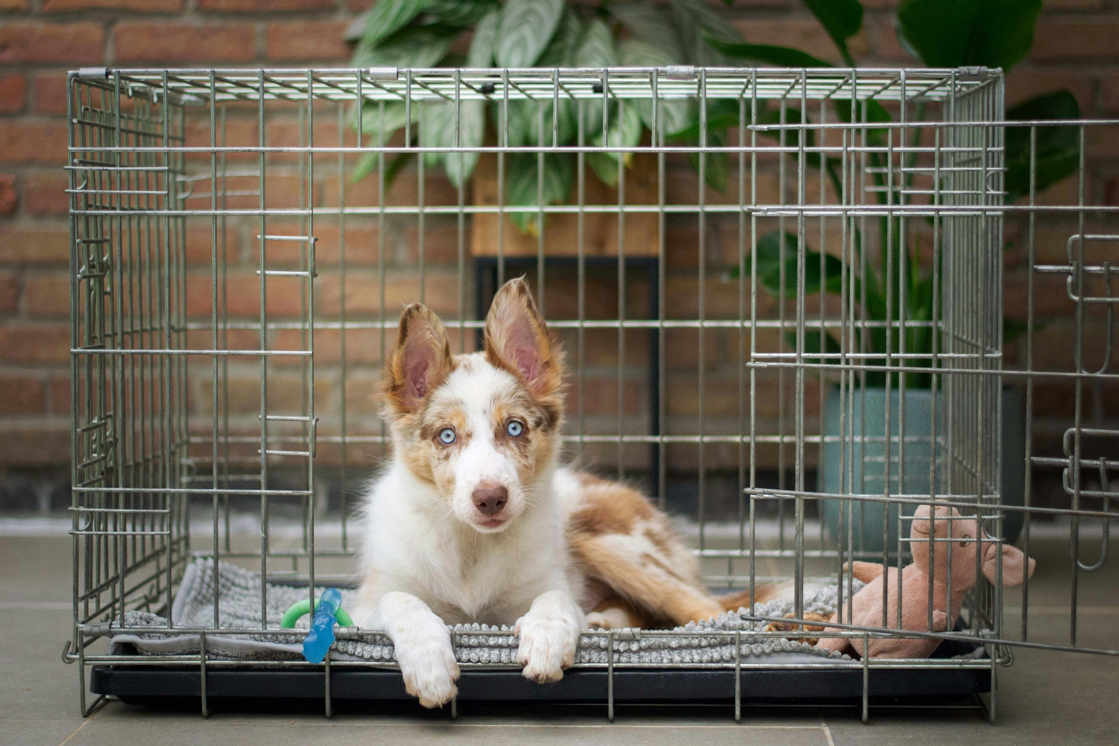 Dog Crate Image