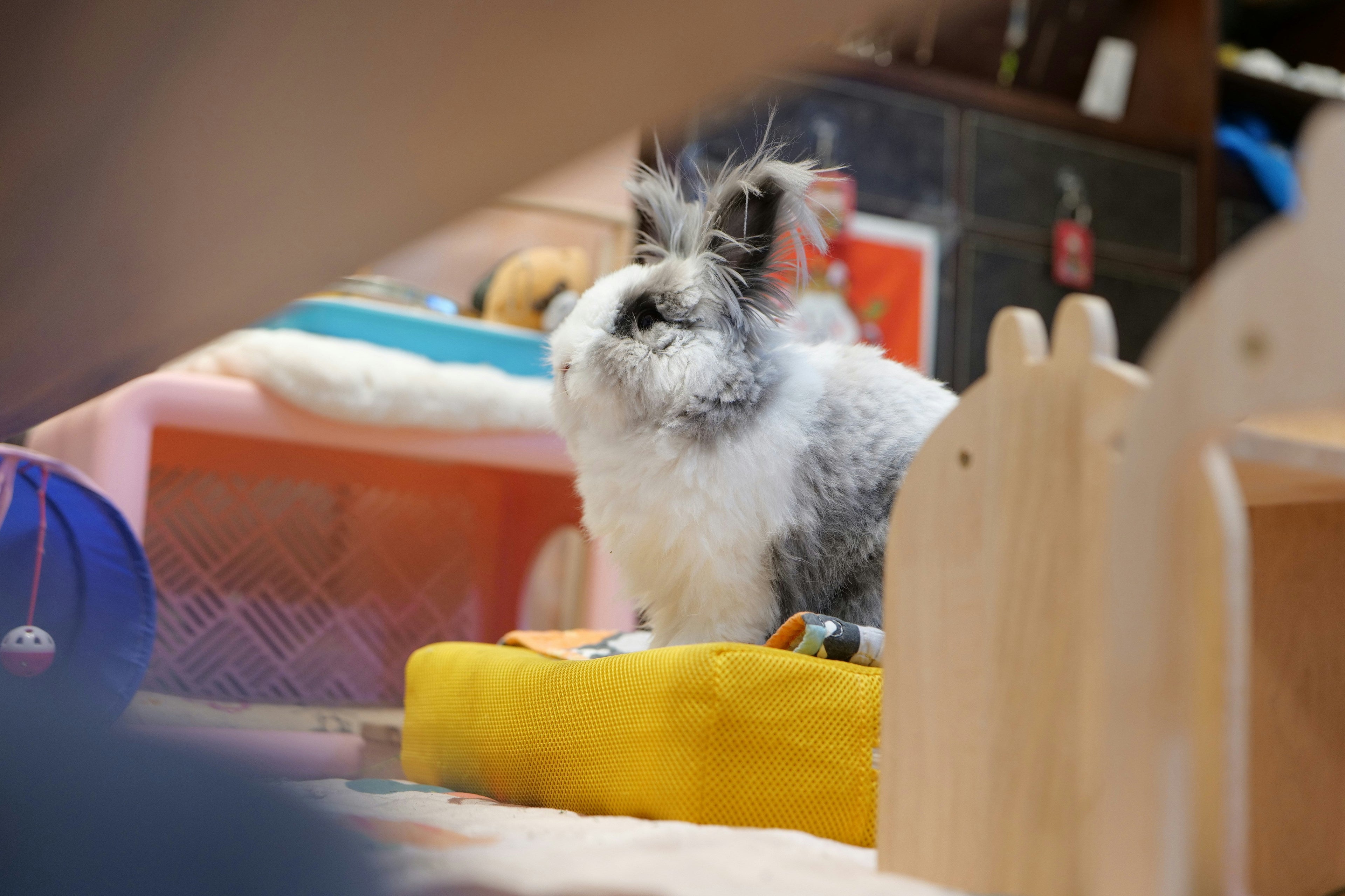 Indoor Rabbit Hutch Image