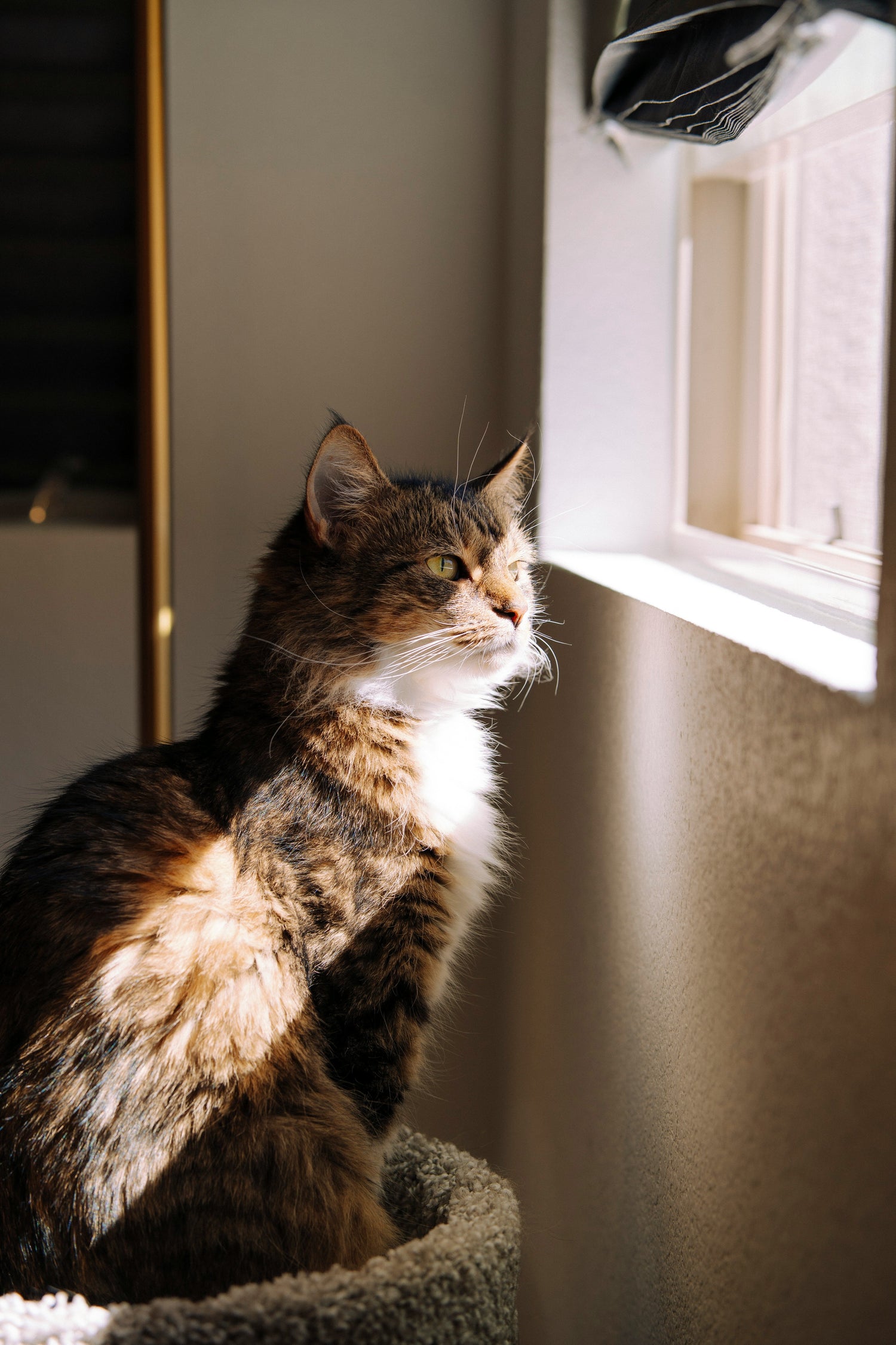 Cat Window Perches