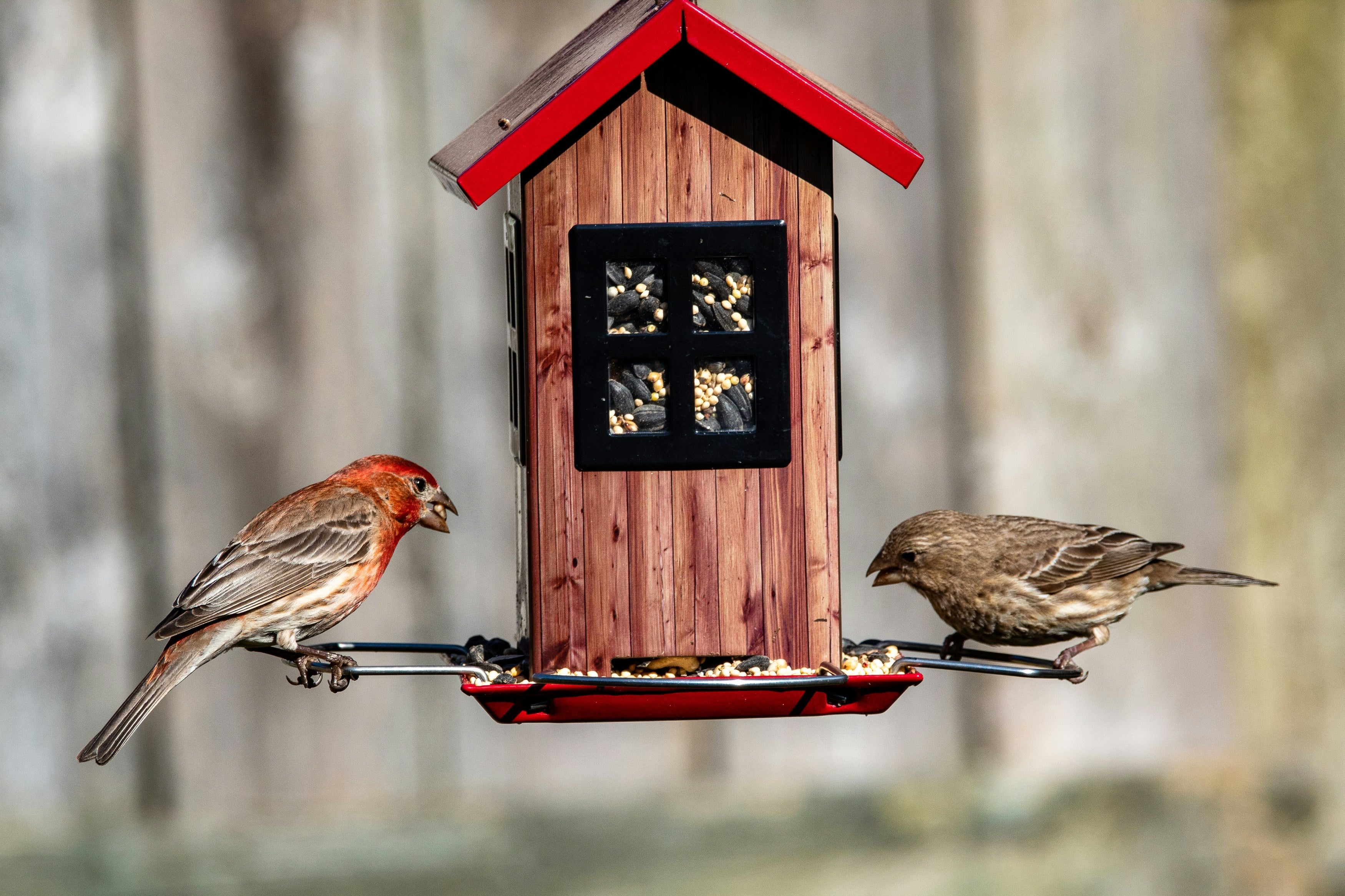 Bird Feeder Image