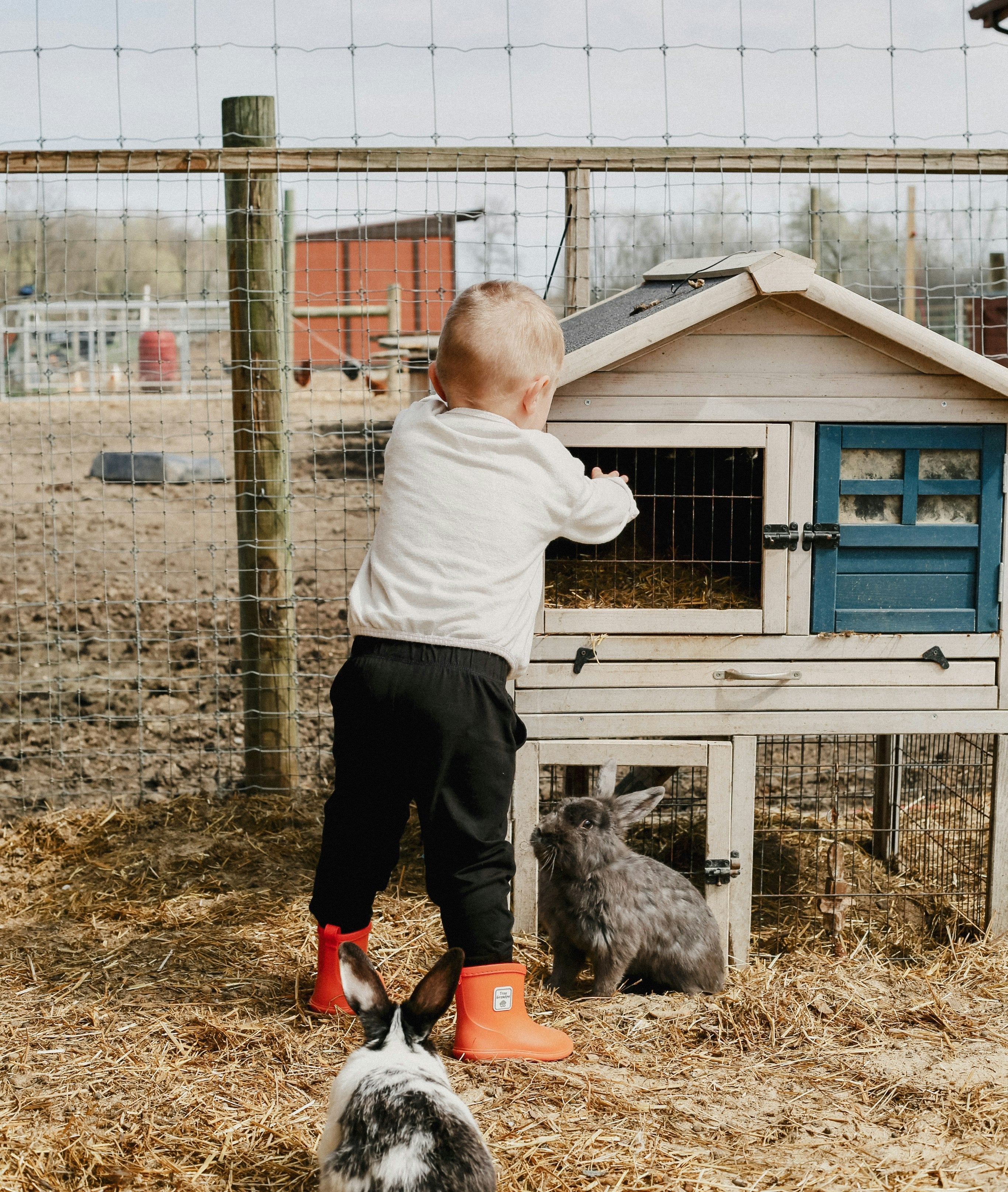 Rabbit Hutch Image