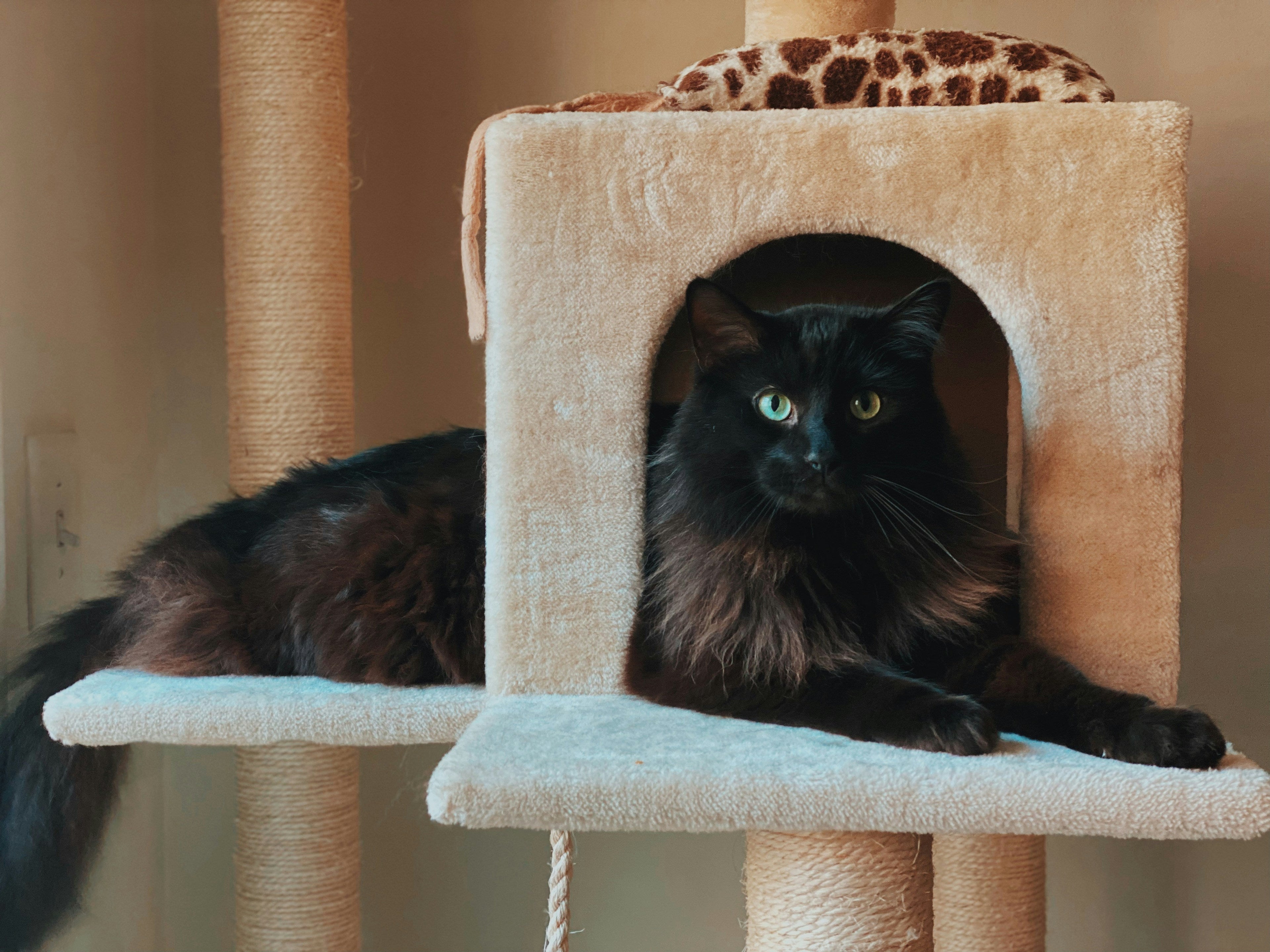 Cat House Image