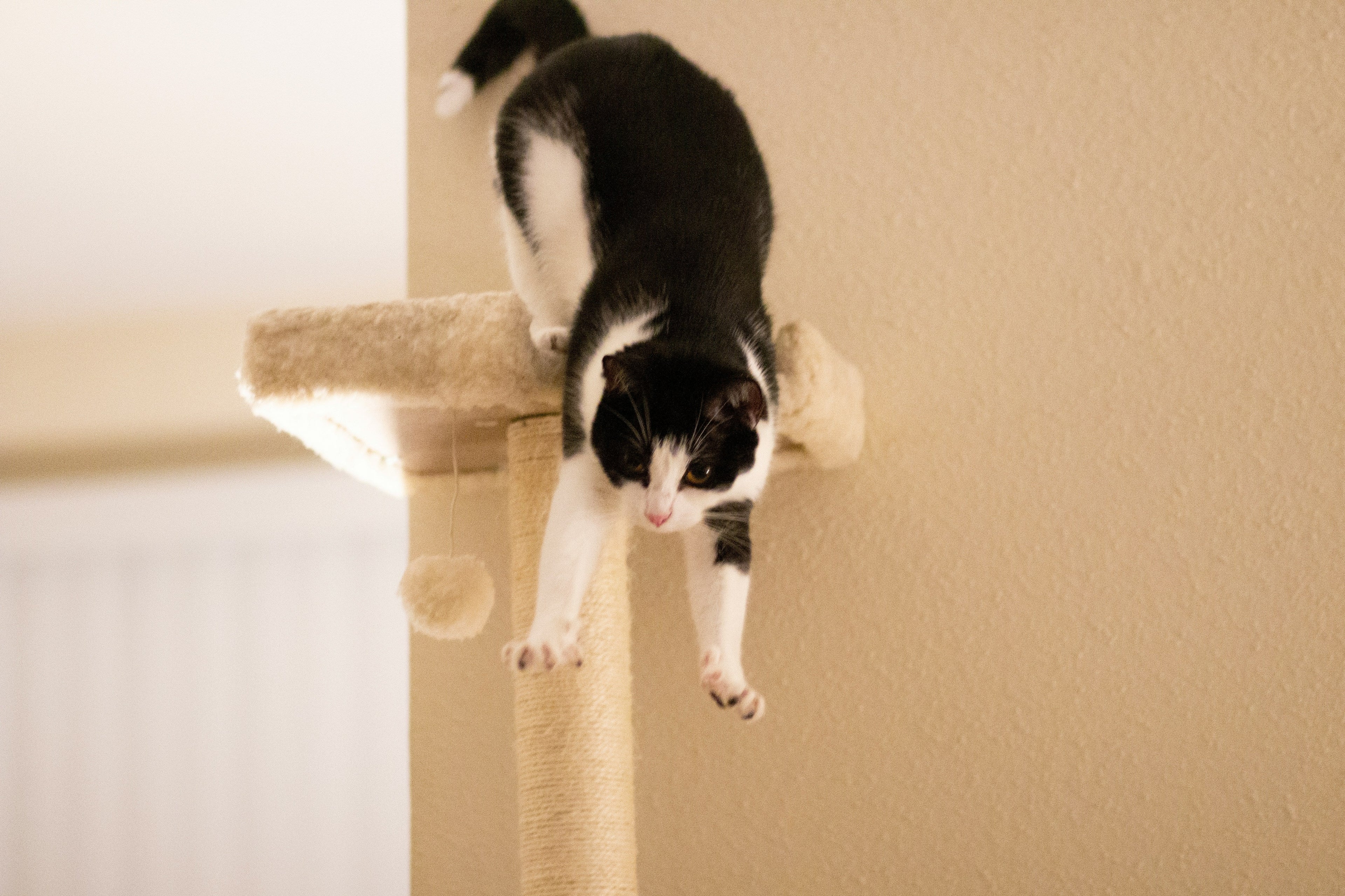 Cat Tree for Large Cat Image