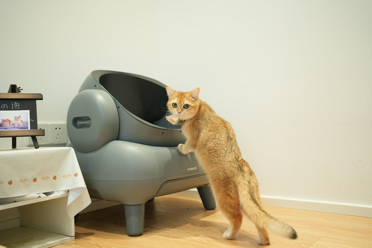 Self cleaning litter box