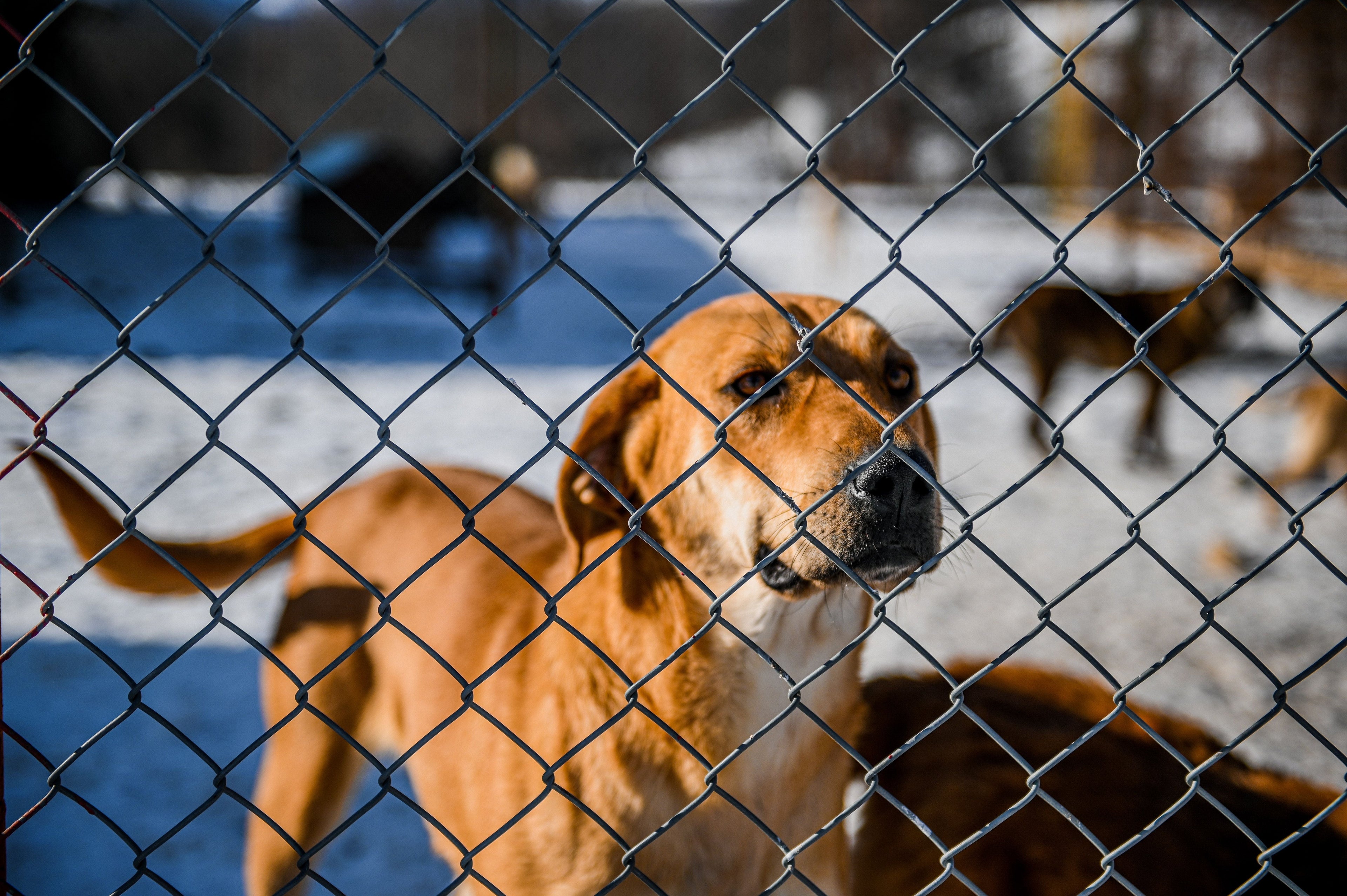 Outdoor Dog Kennel Image