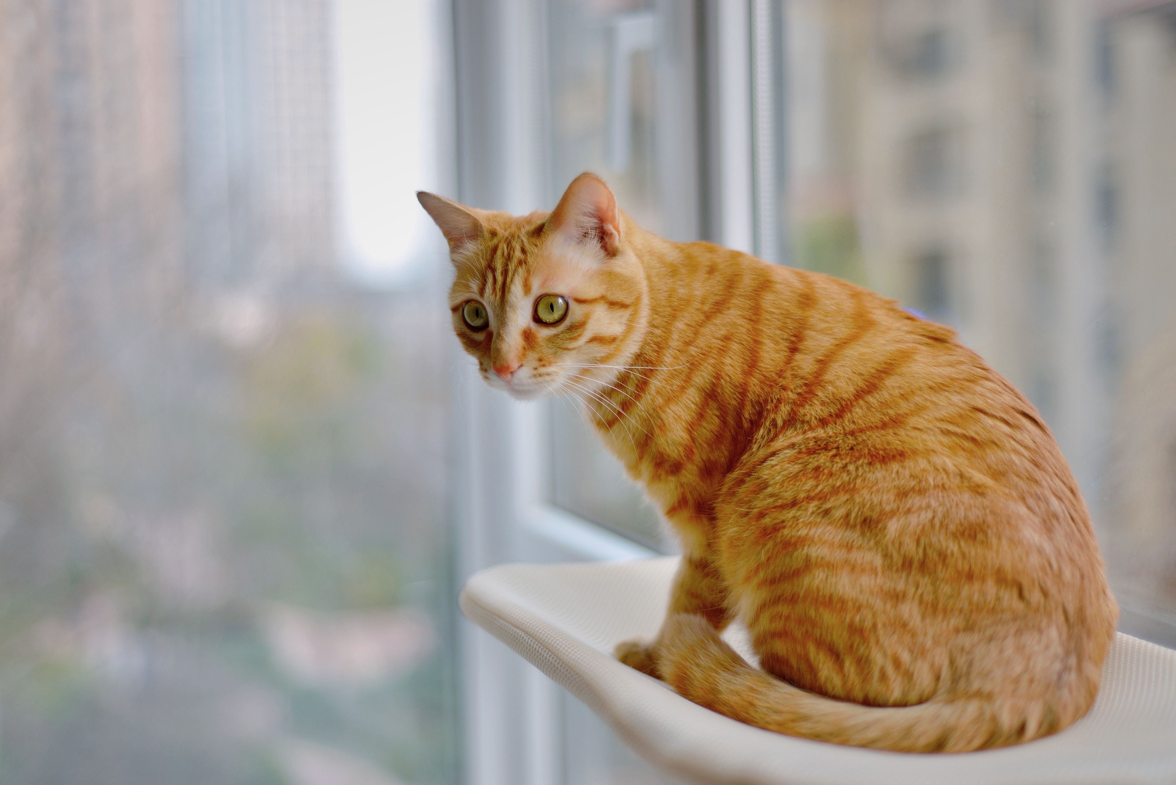 Cat Window Perch Image
