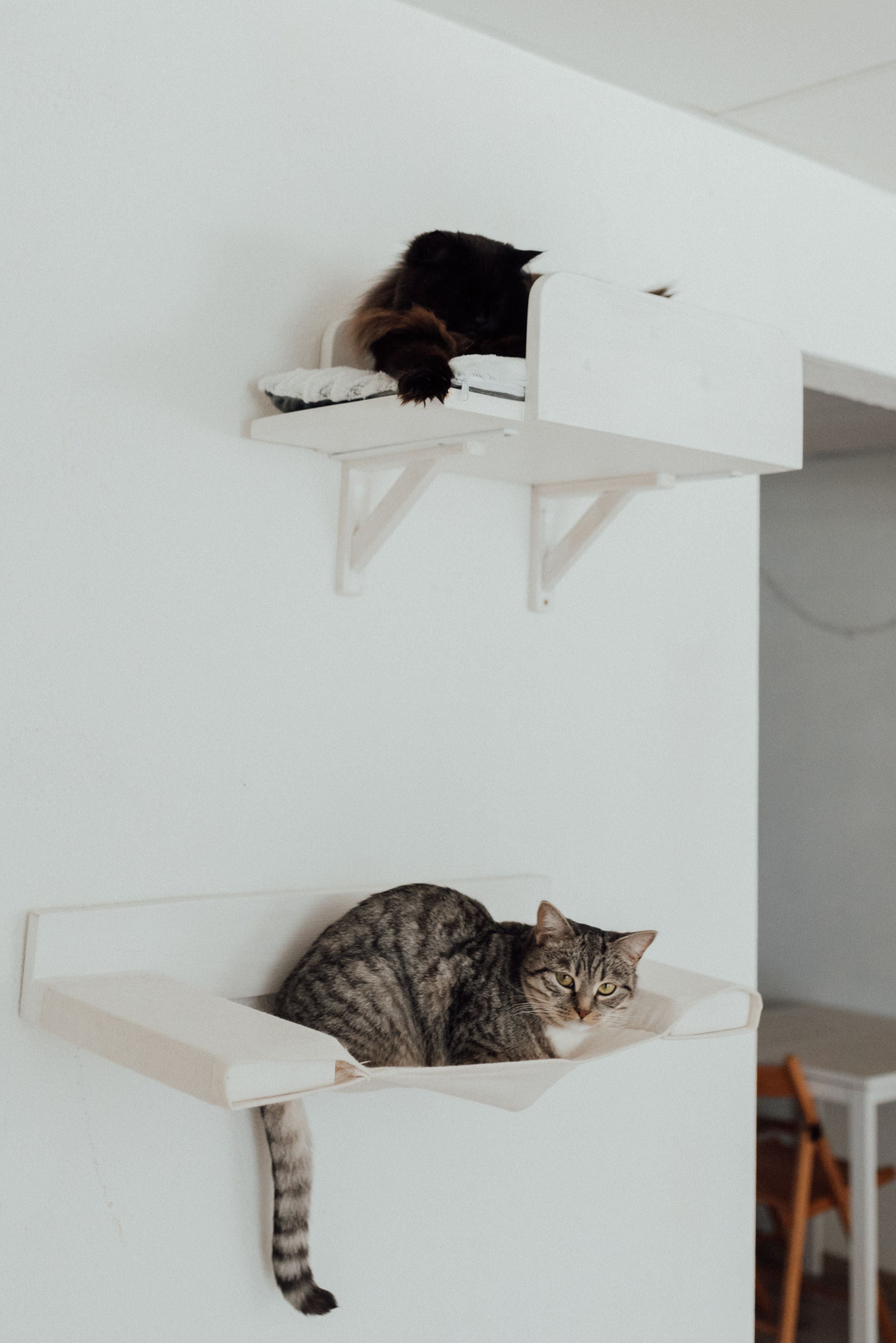 Cat Wall Shelves Image