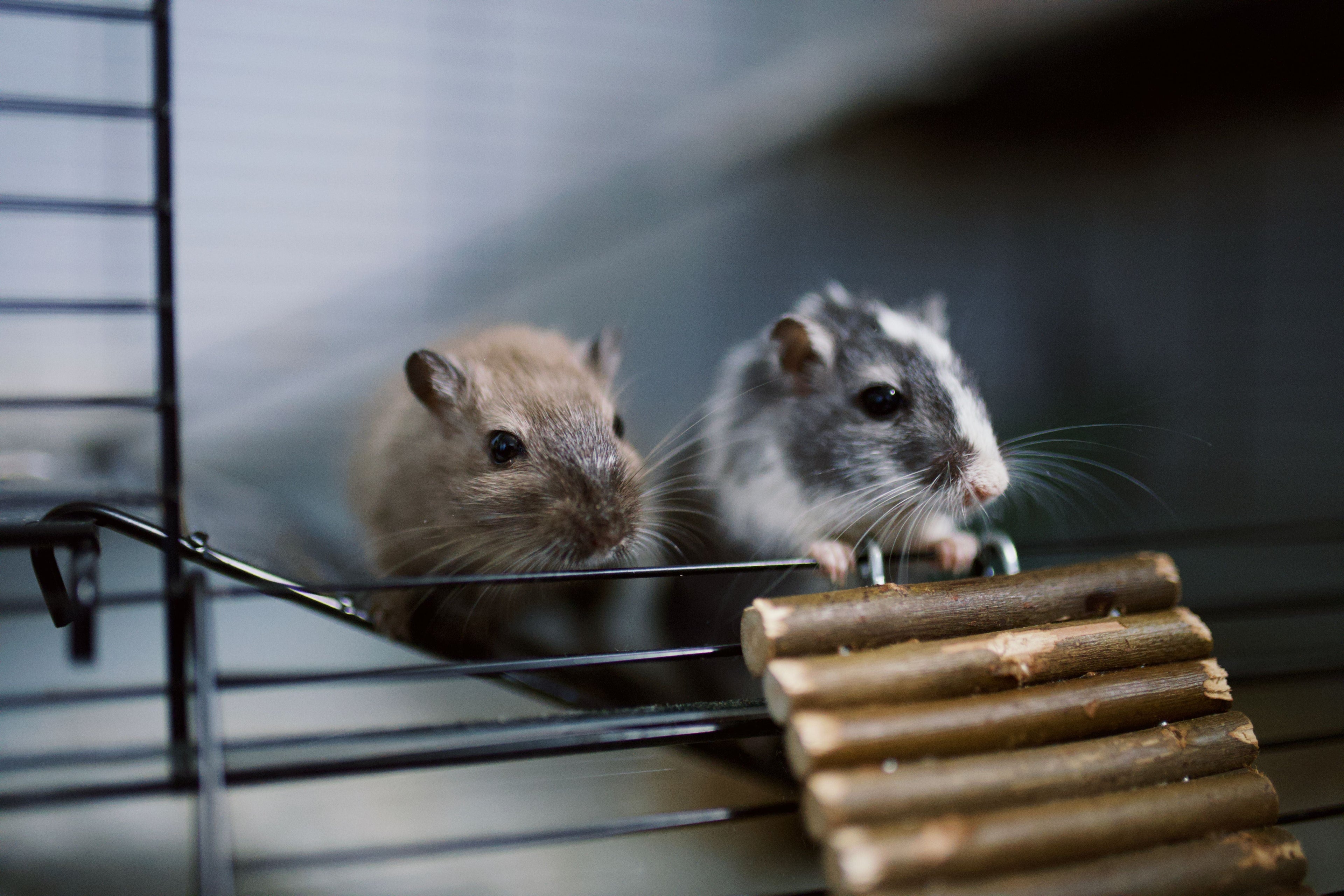 Hamster Cage Image