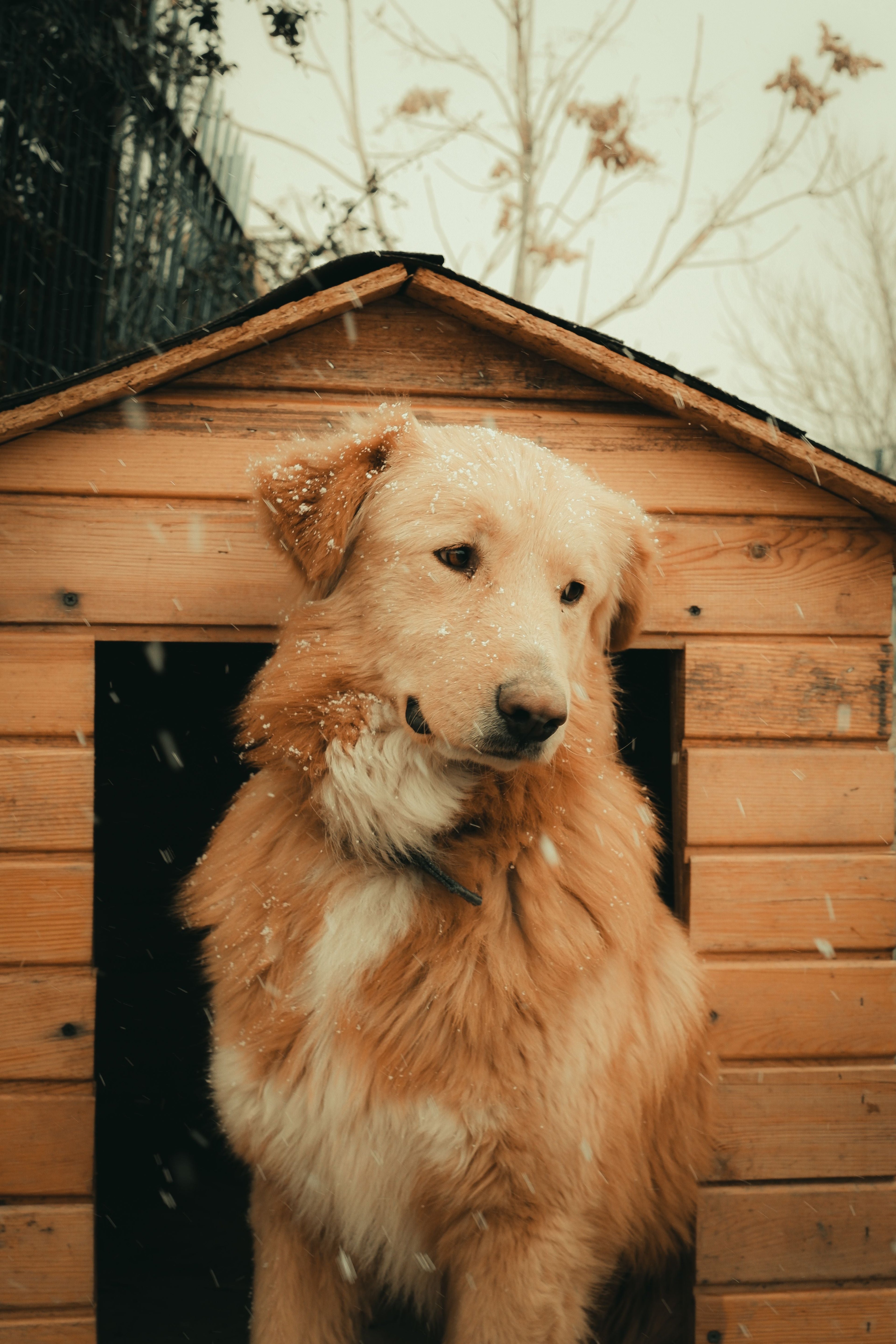Outdoor Dog House Image