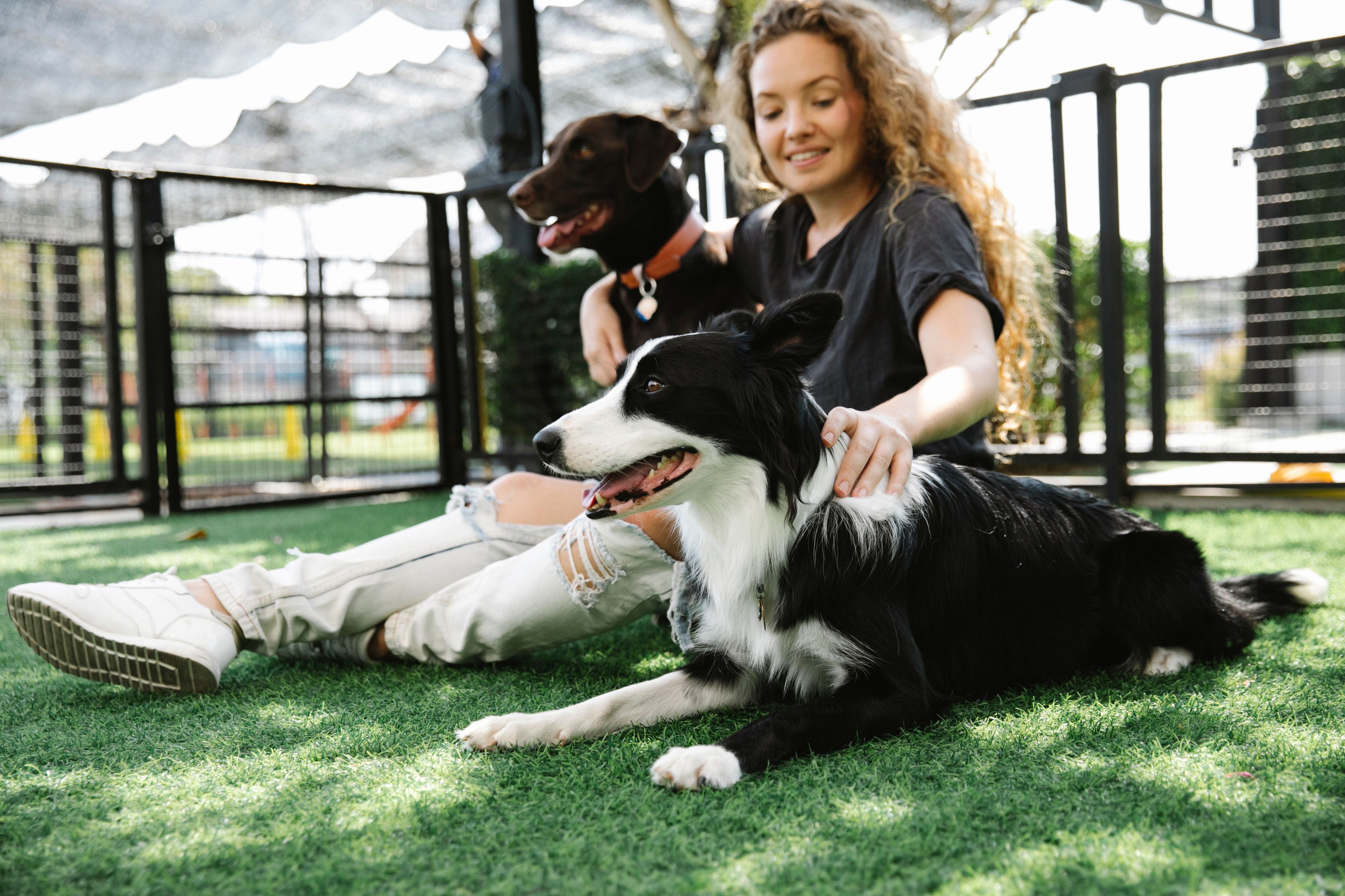 Dog Kennel Image