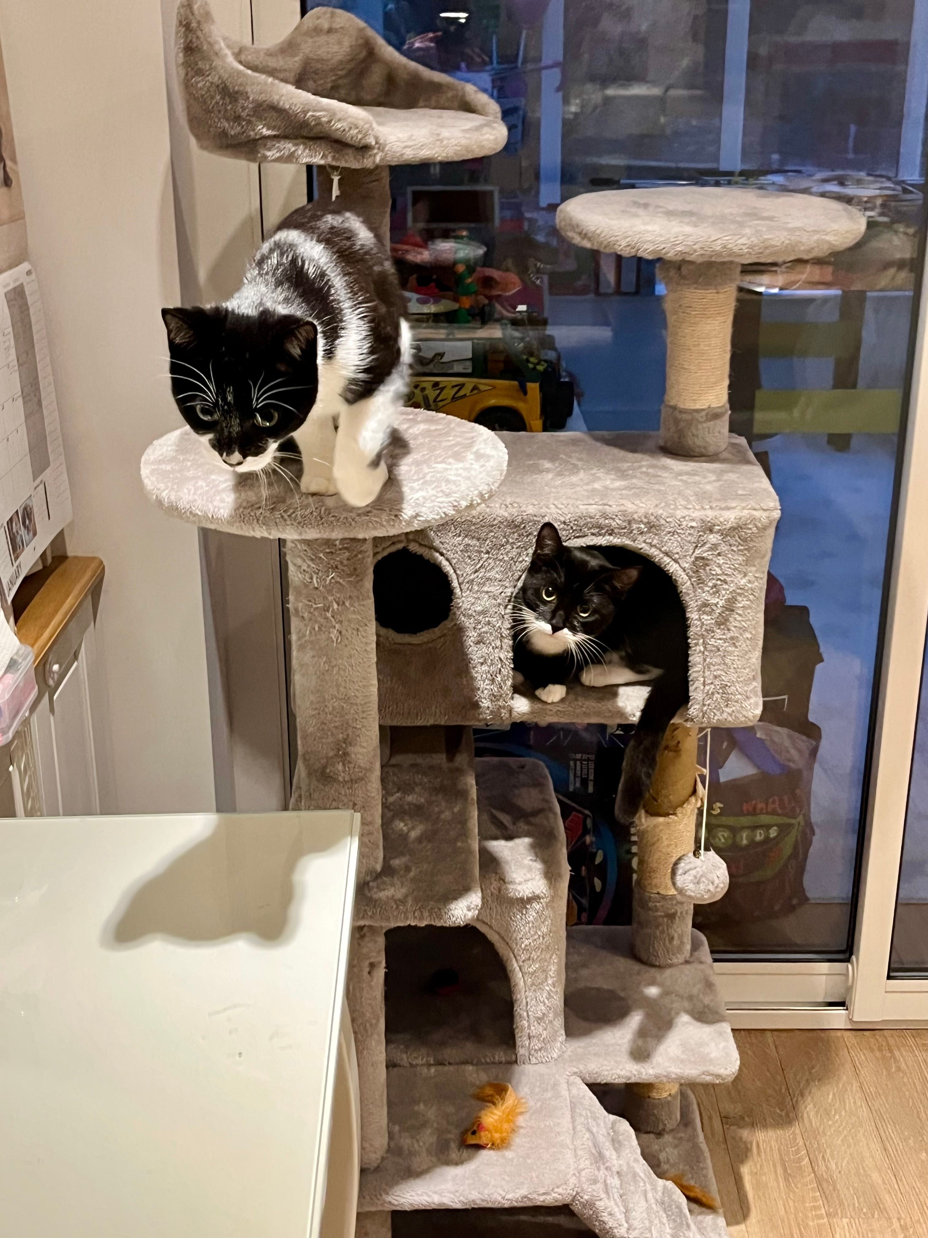 Cat Tree Image