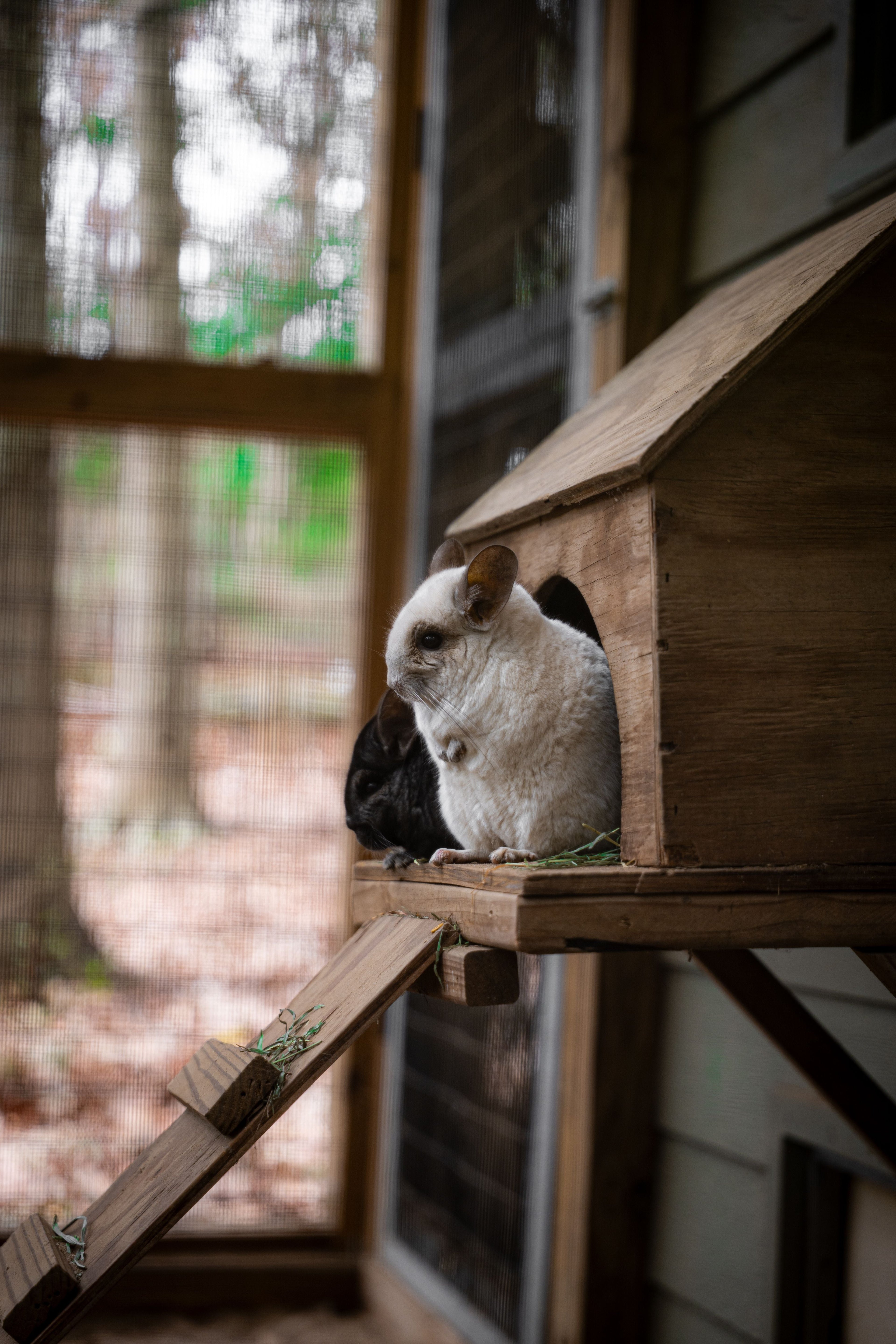 Outdoor Rabbit Hutch Image