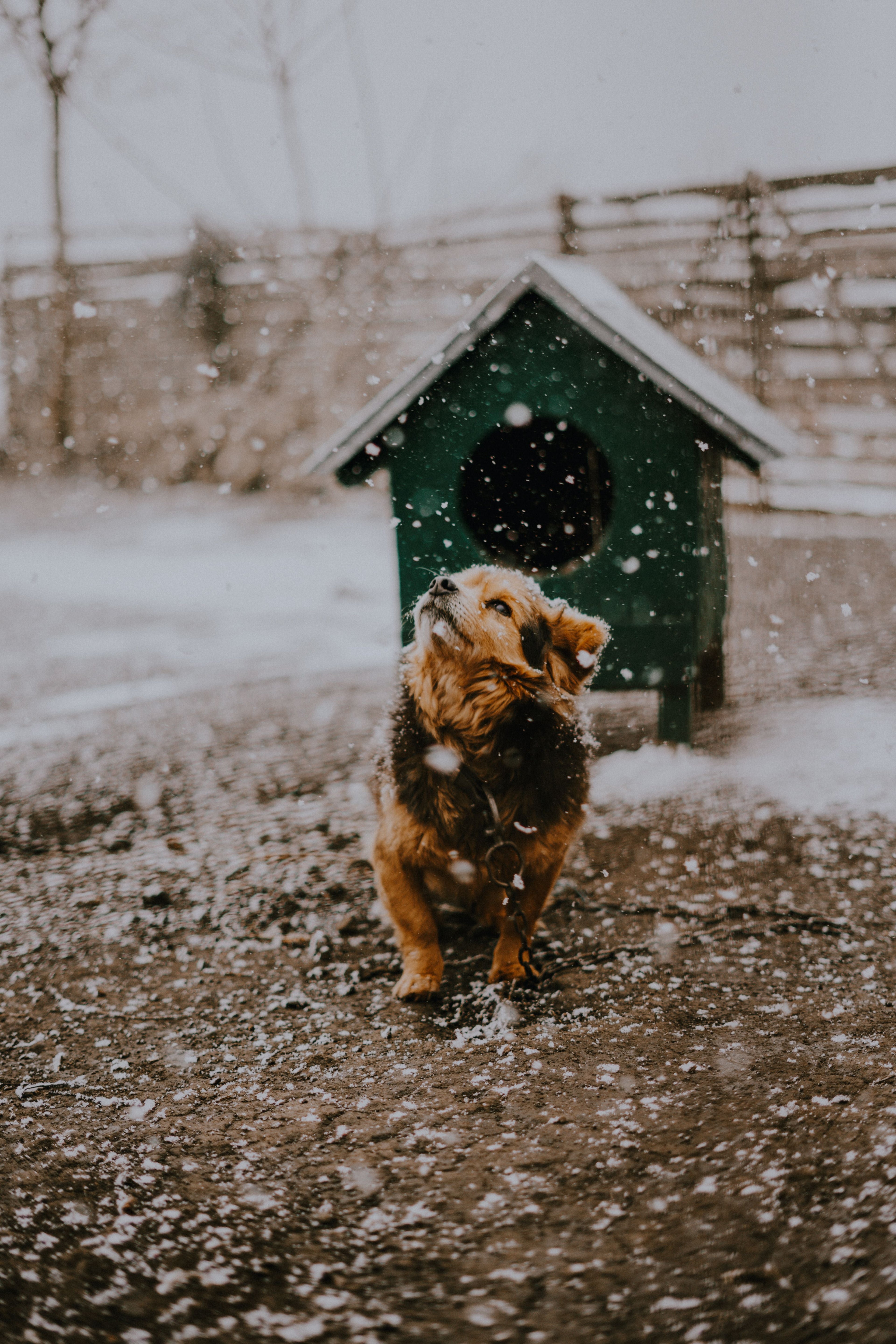 Insulated Dog Houses Image