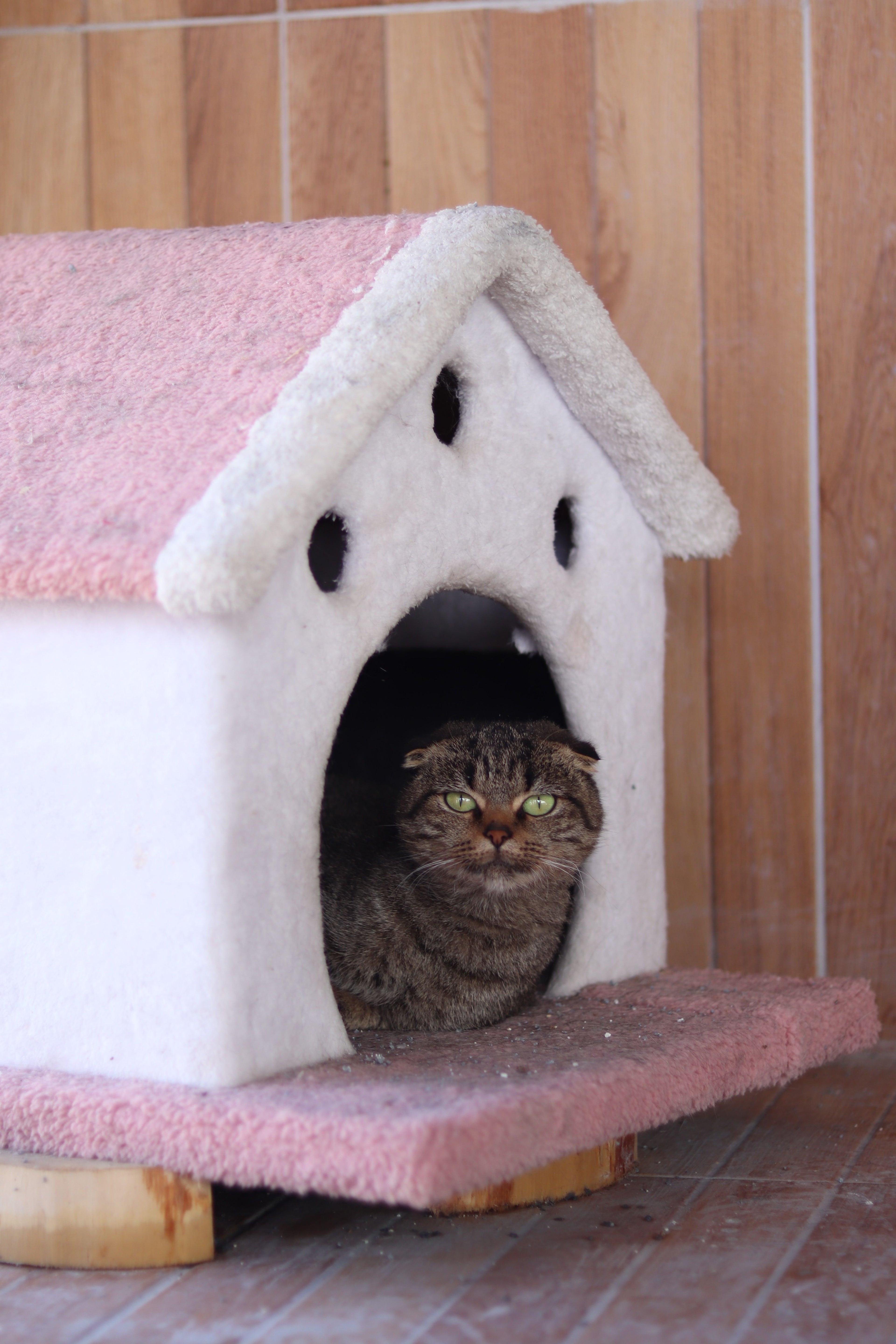 Insulated Cat Houses Image