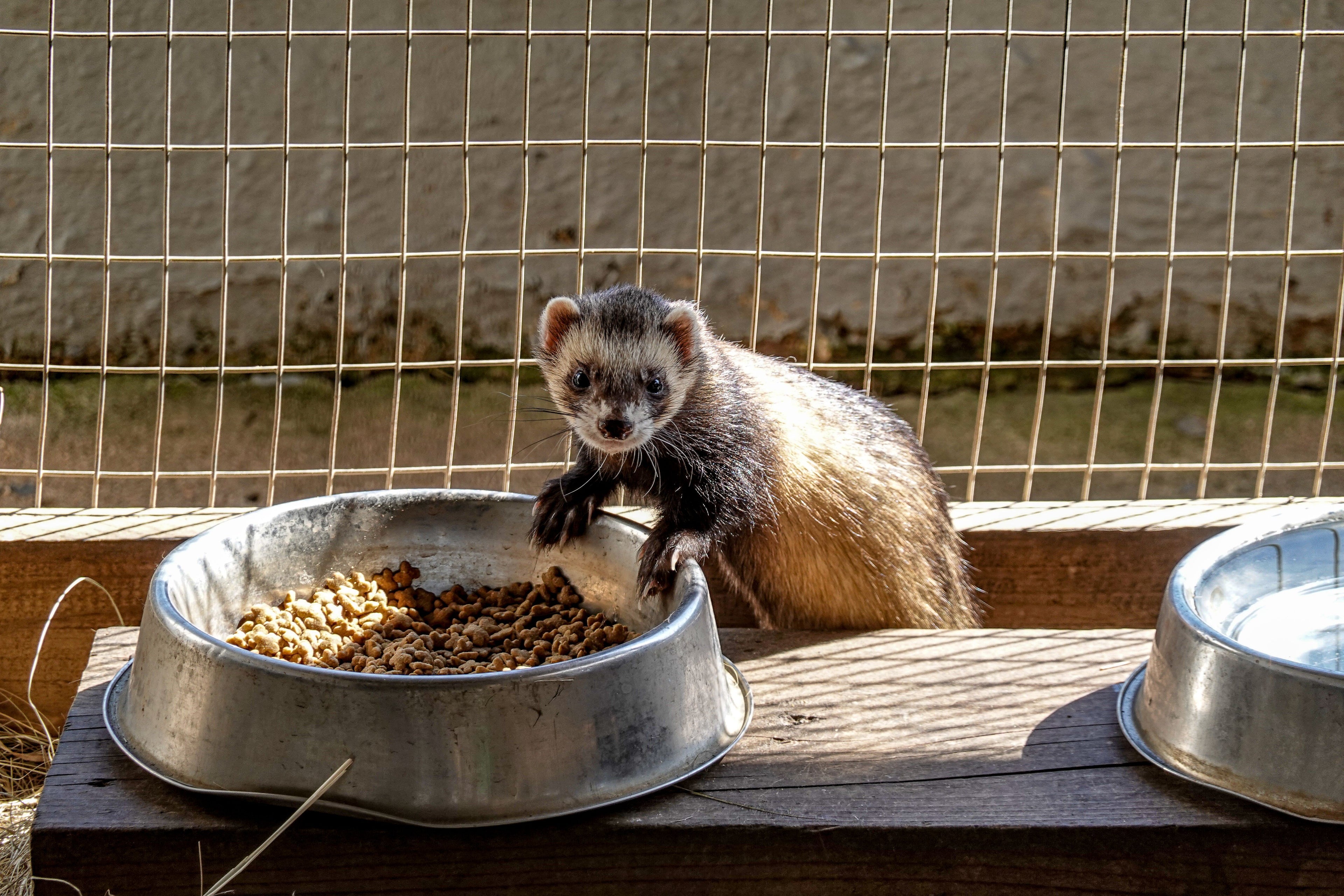 Ferret Cage Image