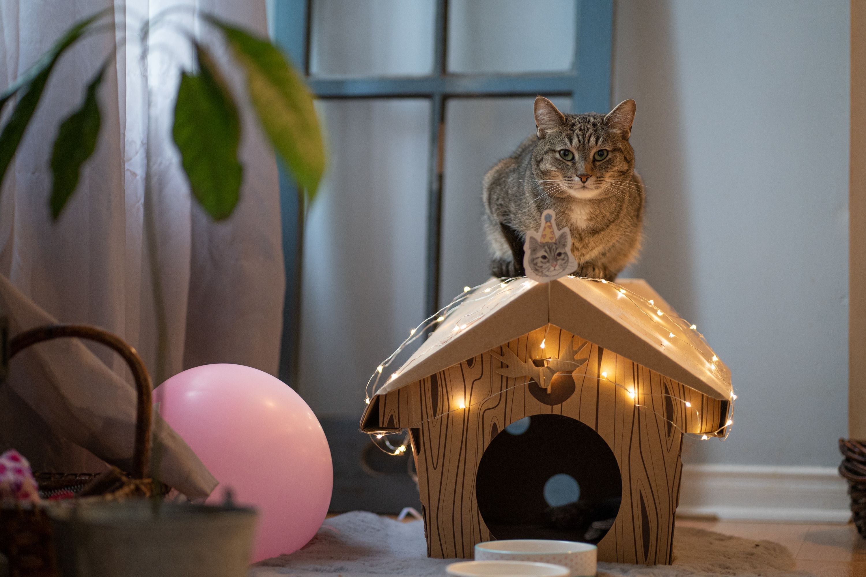 Heated Cat House Image