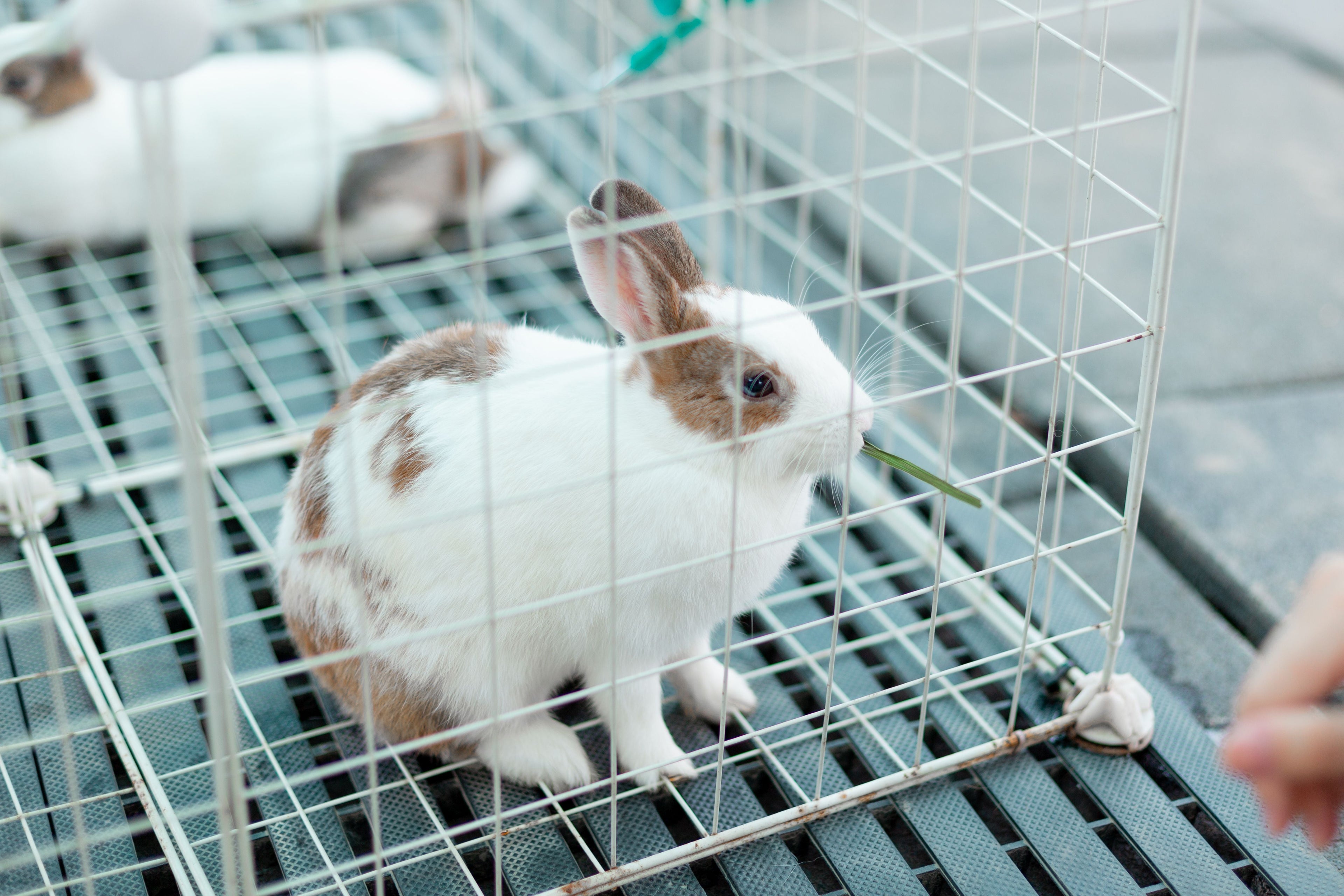 Rabbit Cage Image