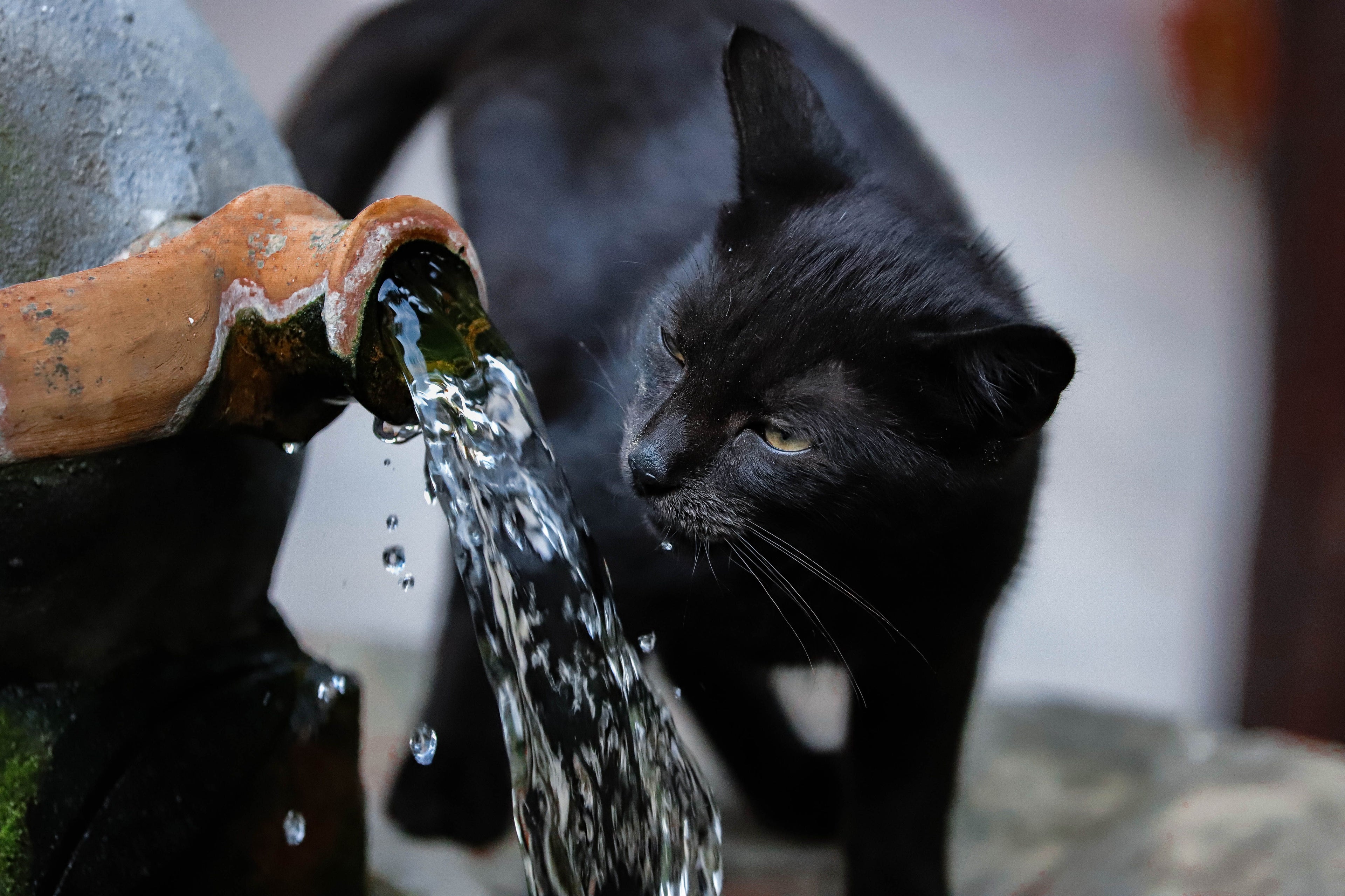Cat Water Fountain Image