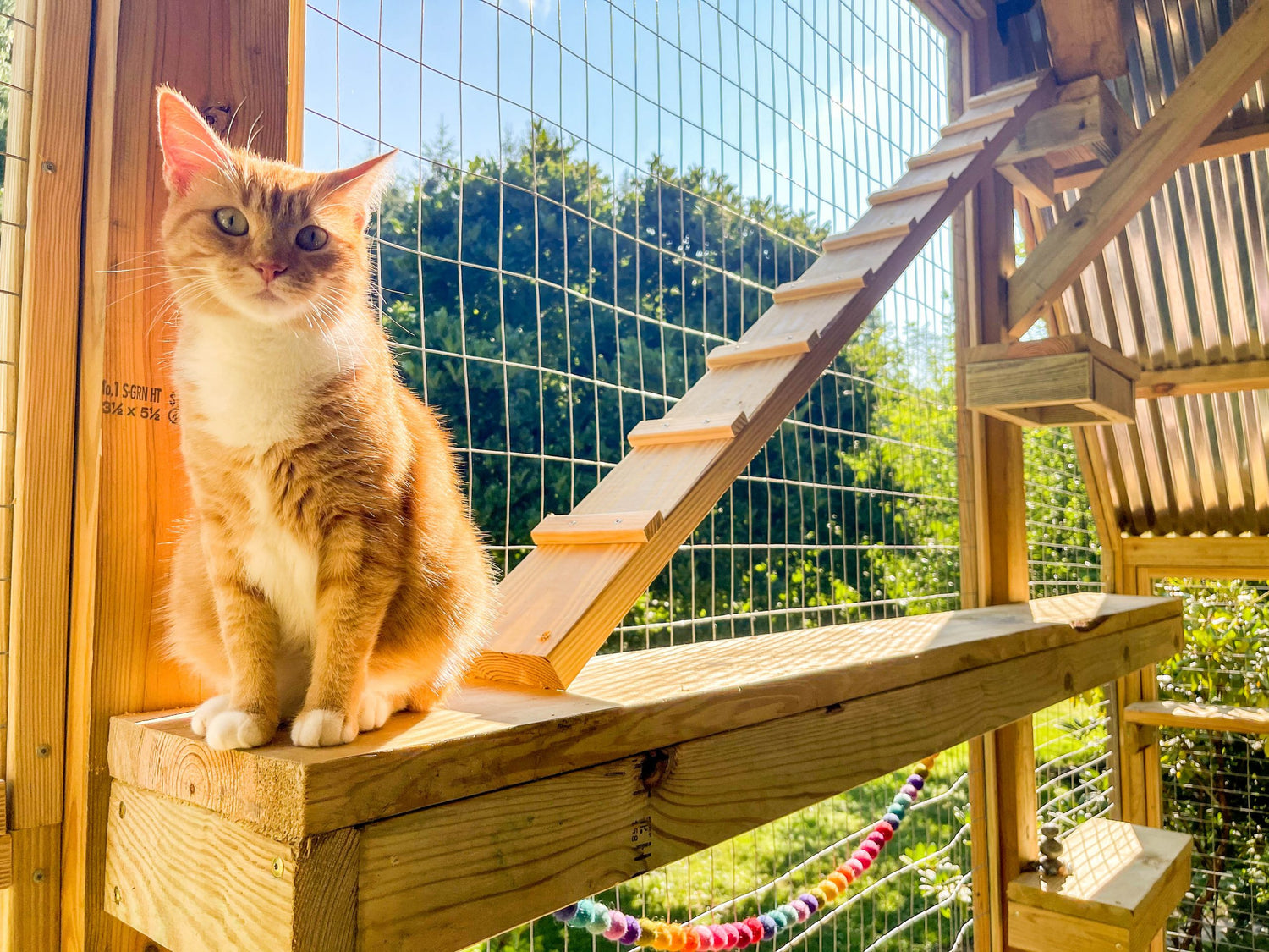 Catio
