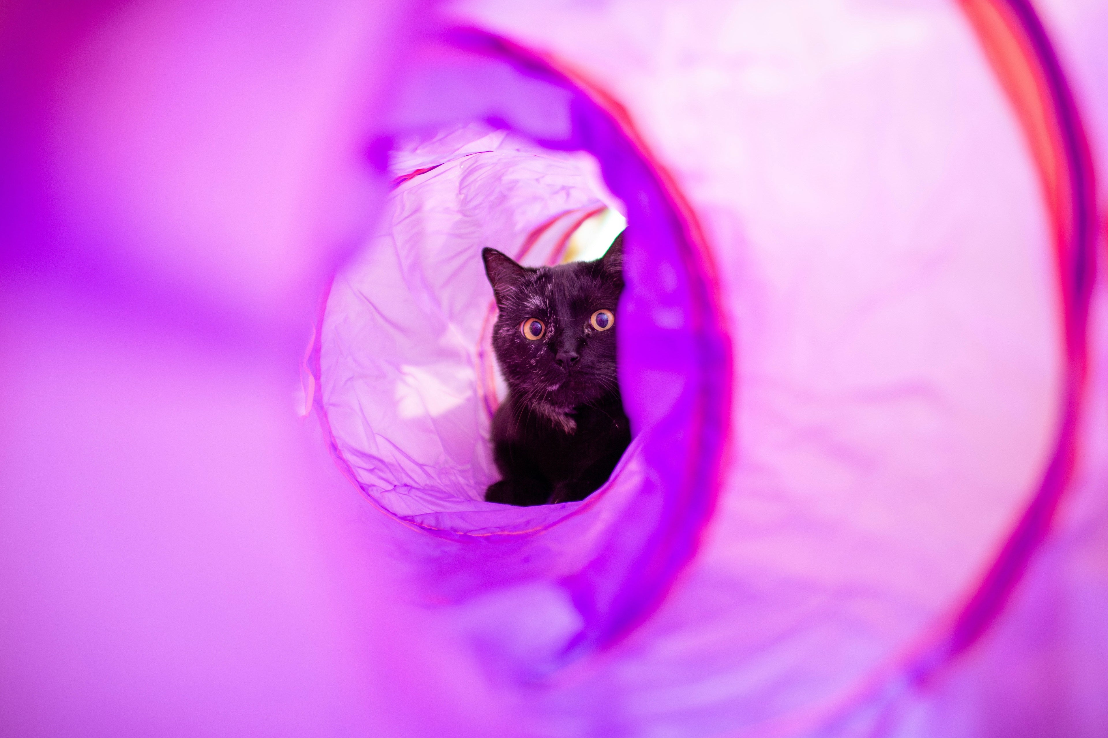 Cat Tunnel Image